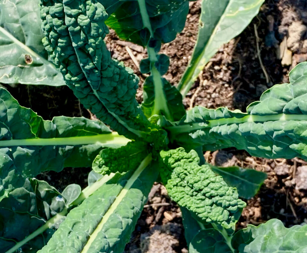 Cavolo nero